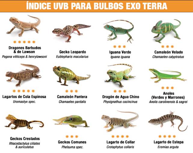 Clinica Veterinaria para reptiles en Madrid