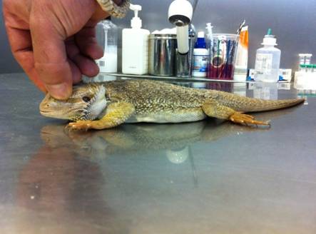 Clinica Veterinaria para reptiles en Madrid
